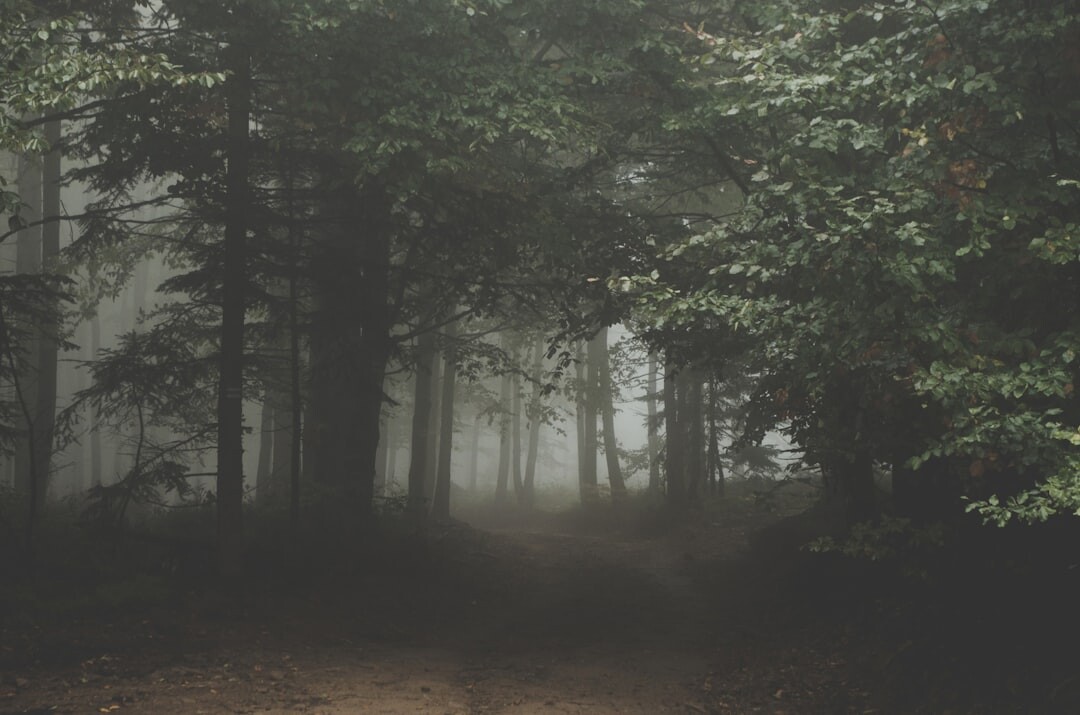foggy forest path