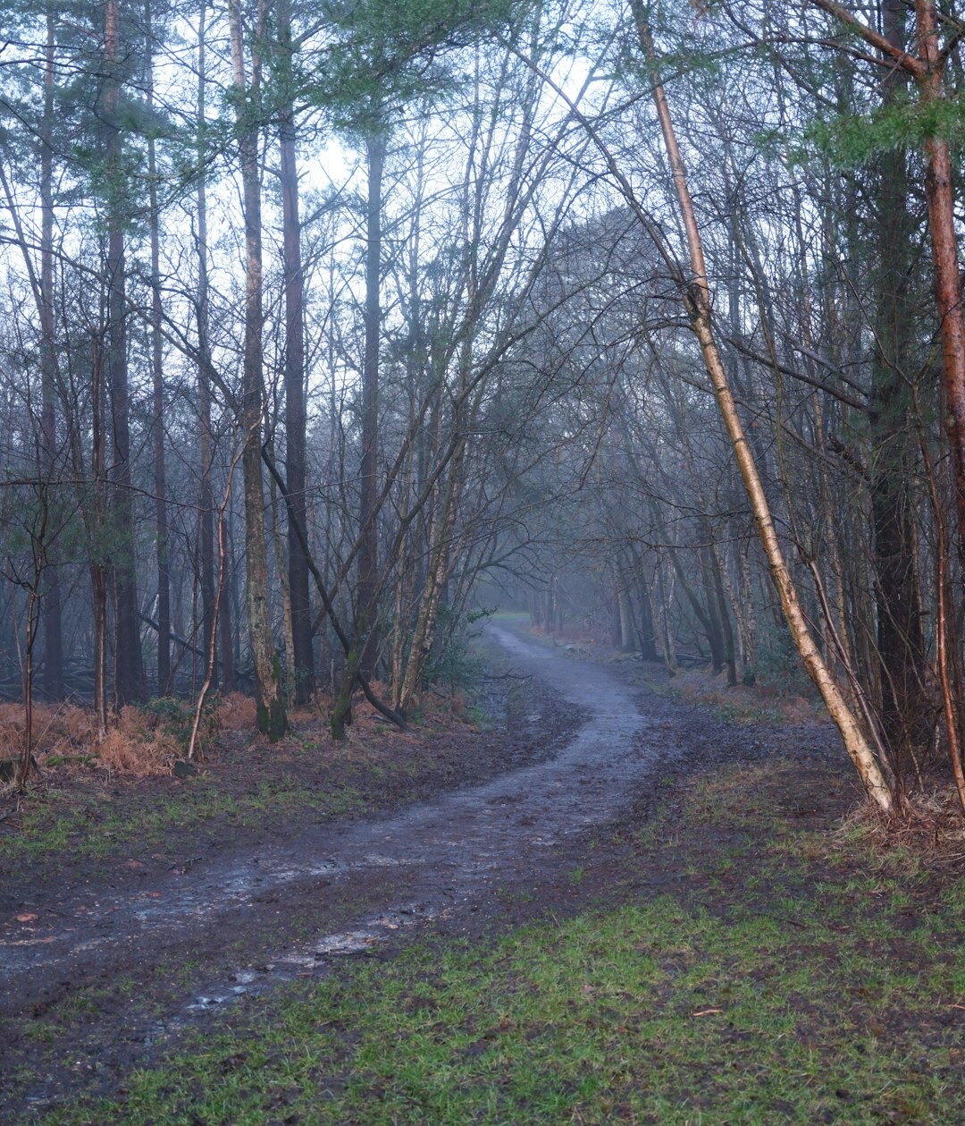 twisted forest path at dusk