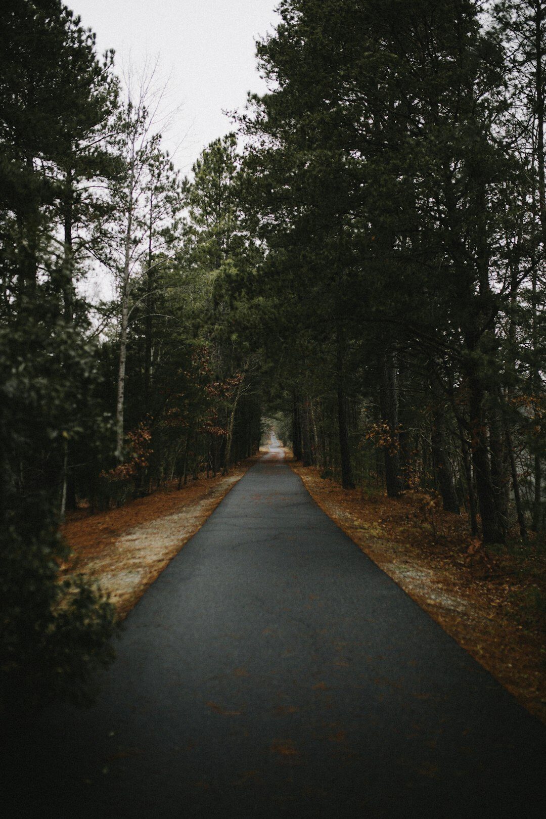 dark forest path