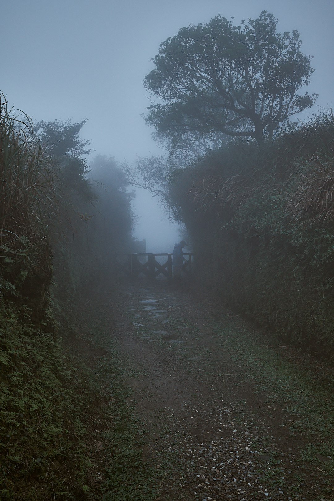 foggy forest path at dusk